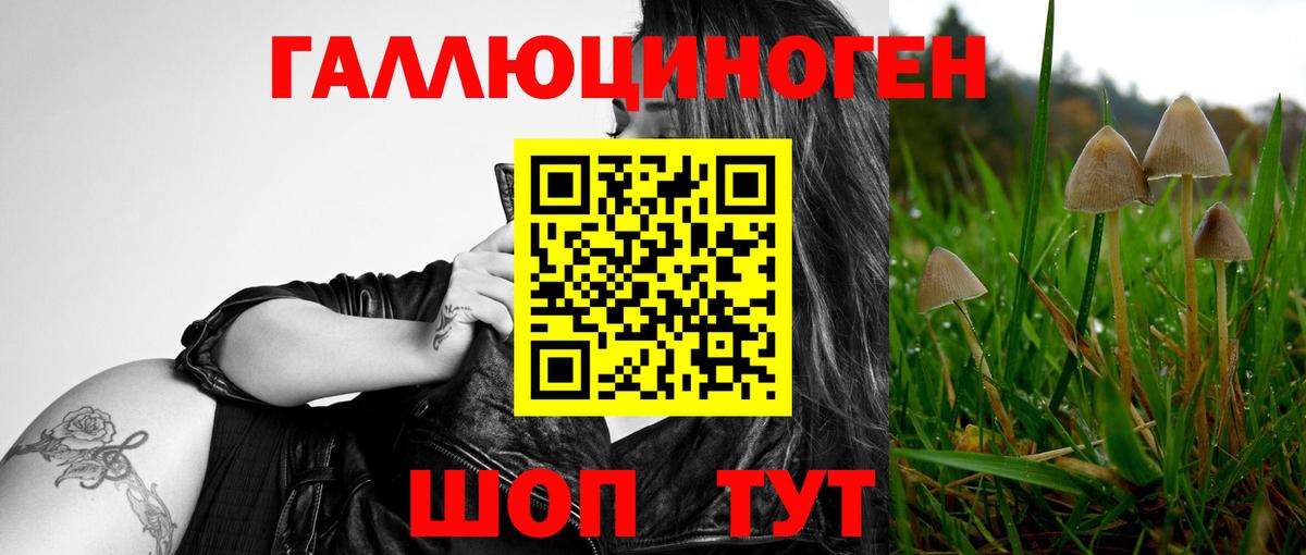 Тверь  где можно купить   Вход с VPN  Псилоцибиновые грибы Psilocybine cubensis 